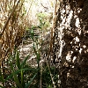 Plants: image 35 Of 208 Thumb